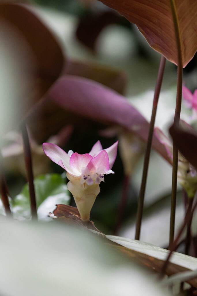 1O1A3080-Pakasai-Nature