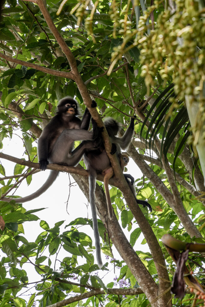 PakasaiResort-2025-Garden-Nature-Mood-1O1A6987-Monkey
